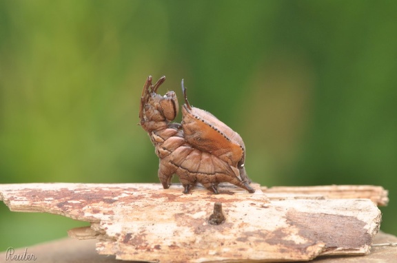 Buchen-Zahnspinner (Stauropus fagi)